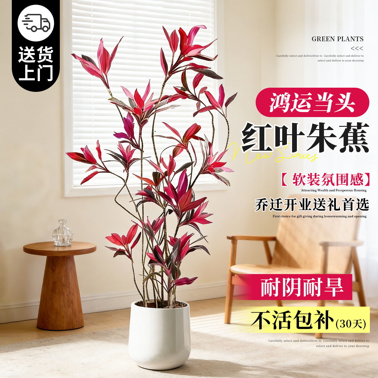 特级红叶朱蕉旺宅高级感客厅绿植