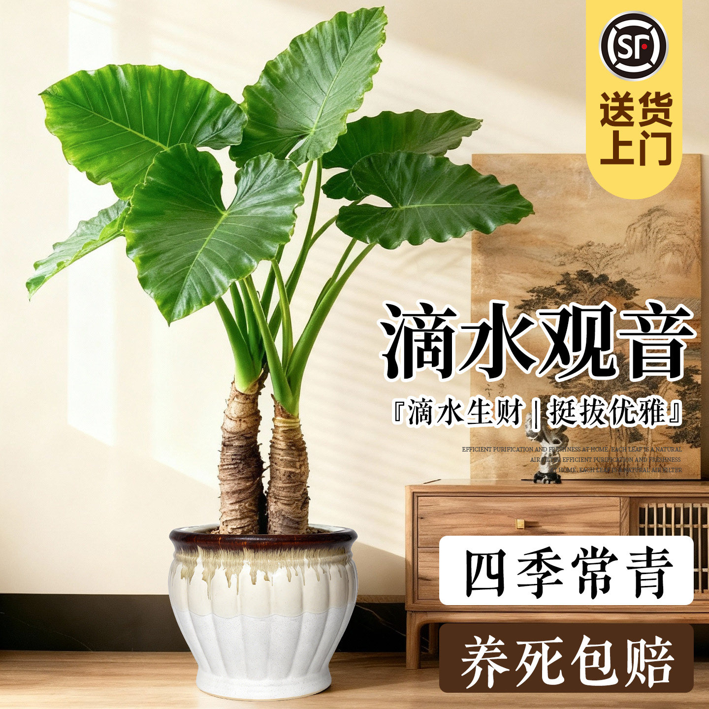 滴水观音大型绿植客厅旺宅好养活植物盆栽老桩净化空气除甲醛四季