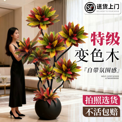 七彩变叶木色客厅大盆栽室