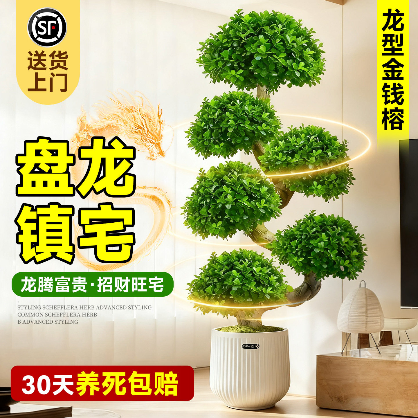 造型金钱榕客厅绿植大型植物大盆栽办公室内落地式旺宅树乔迁开业