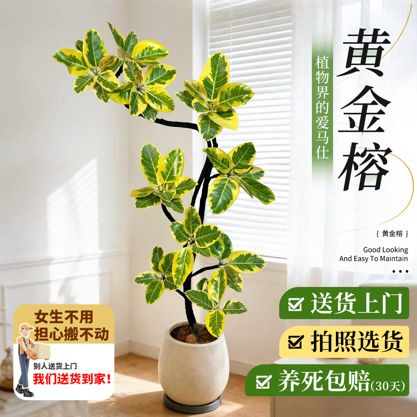黄金榕盆栽大型绿植物客厅室内花叶橡皮树高级大气老桩孟加拉榕树