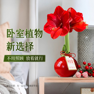 进口朱顶红种球蜡封重瓣绿植阿弗雷孔雀特大蜡球室内年宵花卉好养