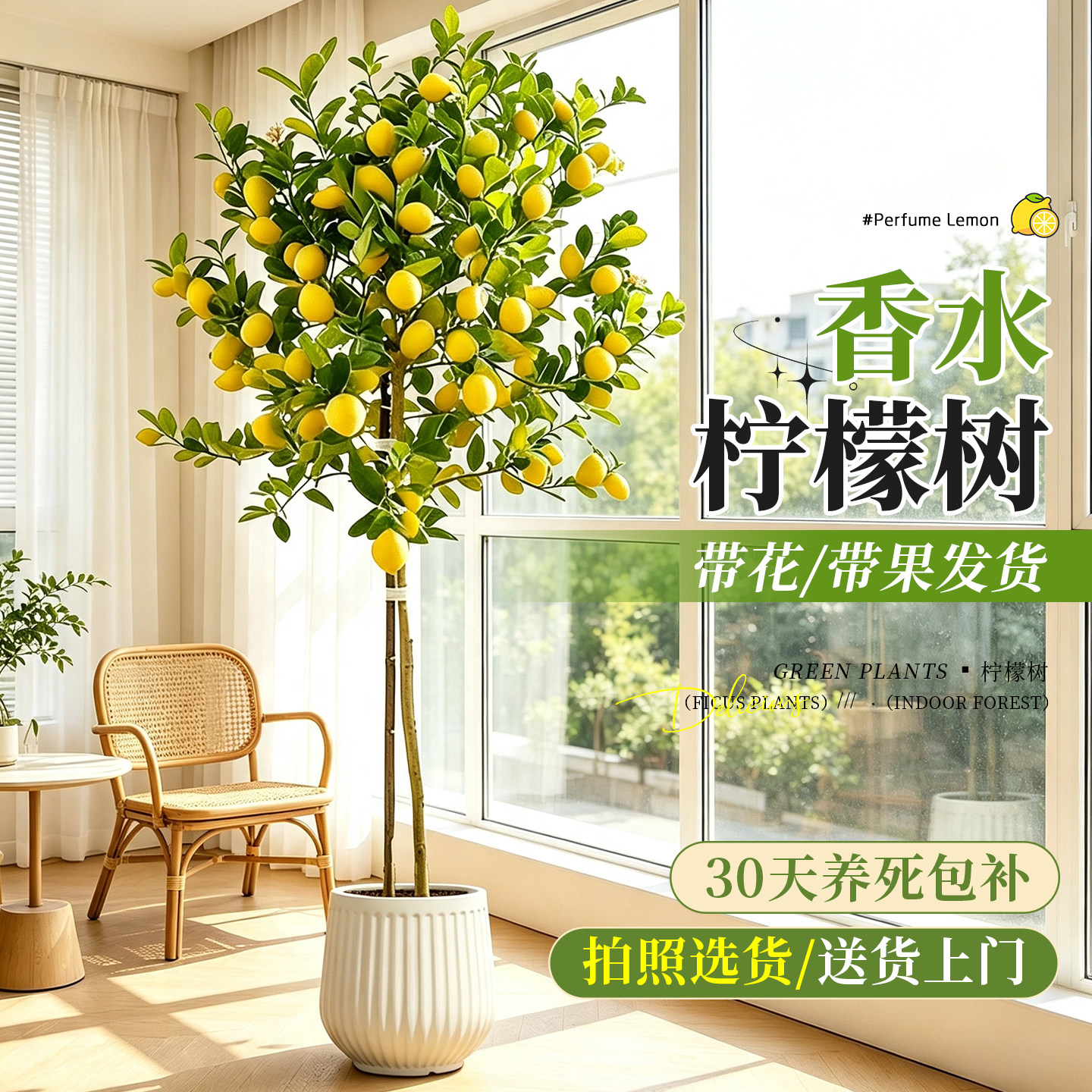【网红爆款】带果香水柠檬树盆栽