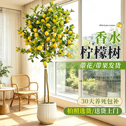 【网红爆款】带果香水柠檬树盆栽