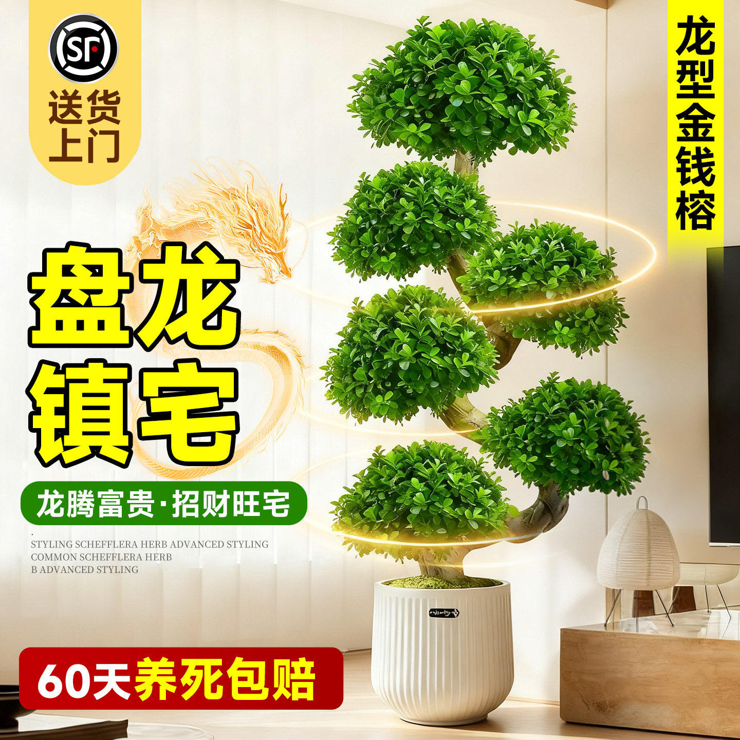 造型金钱榕客厅绿植大型植物大盆栽办公室内落地式旺宅树乔迁开业