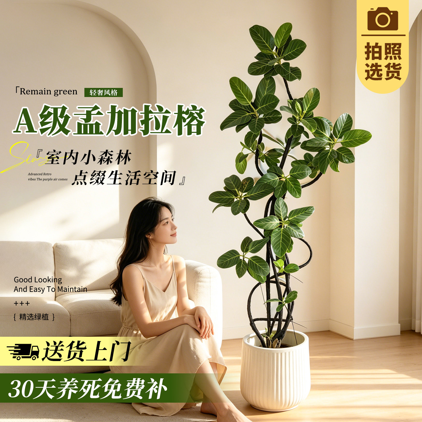 【拍照选树】孟加拉榕树客厅绿植