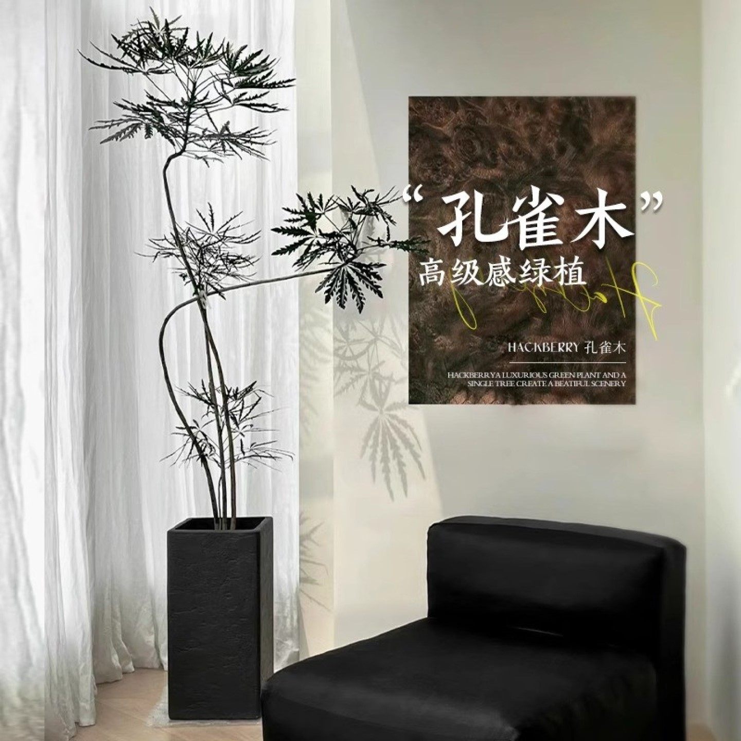 孔雀木绿植室内大型盆栽客厅高级办公室观叶植物落地大号四季好养