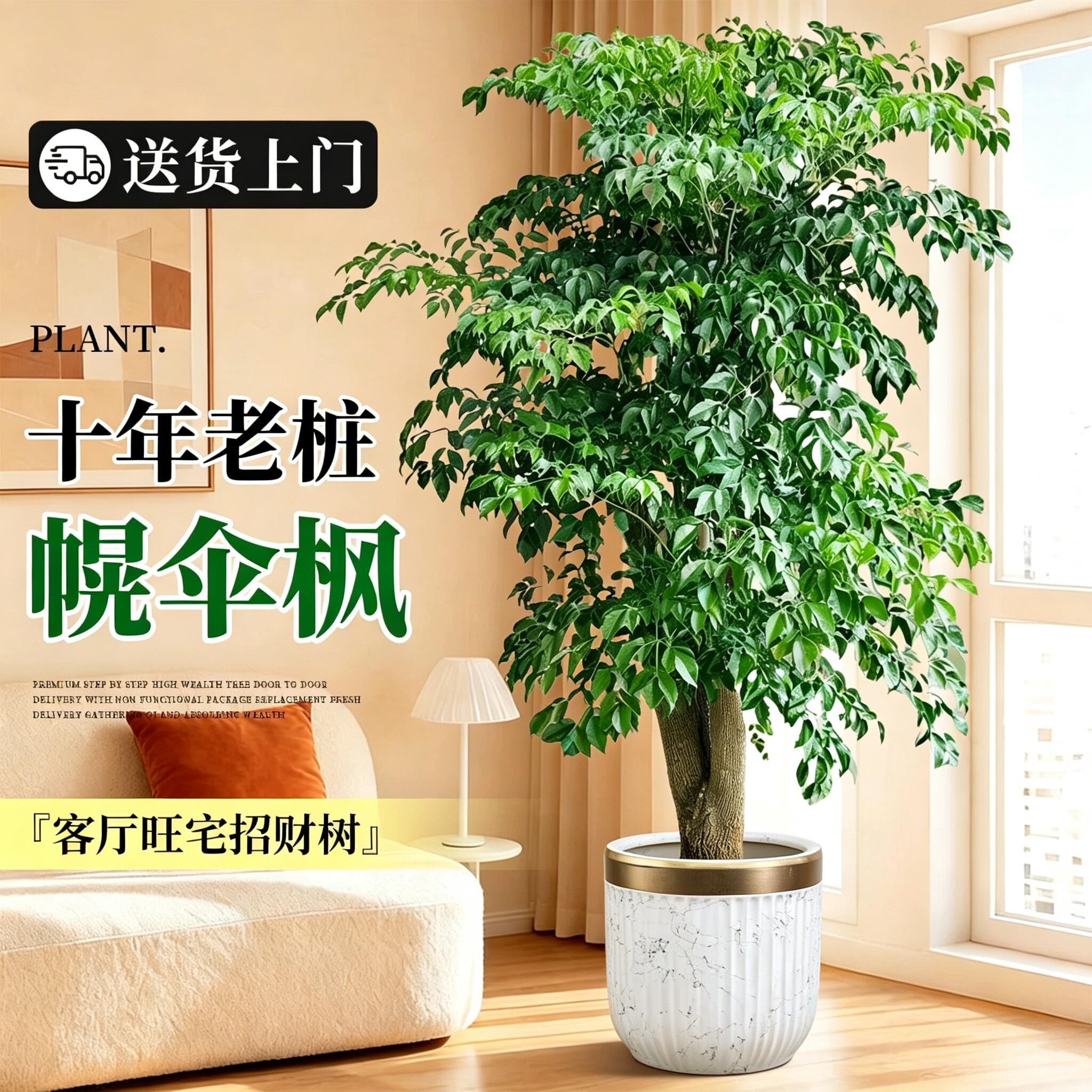 老桩幌伞枫大型幸福树客厅室内绿植大盆栽大棵办公室植物四季好养