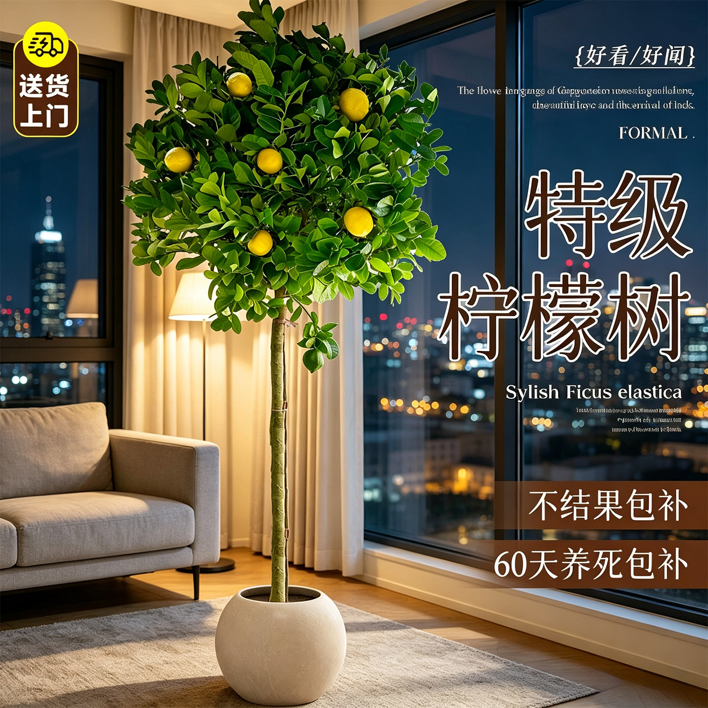 柠檬树带花带果四季种植大盆栽
