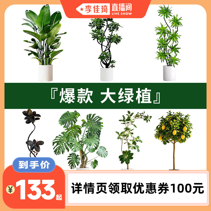 【精选好货】客厅高级感绿植