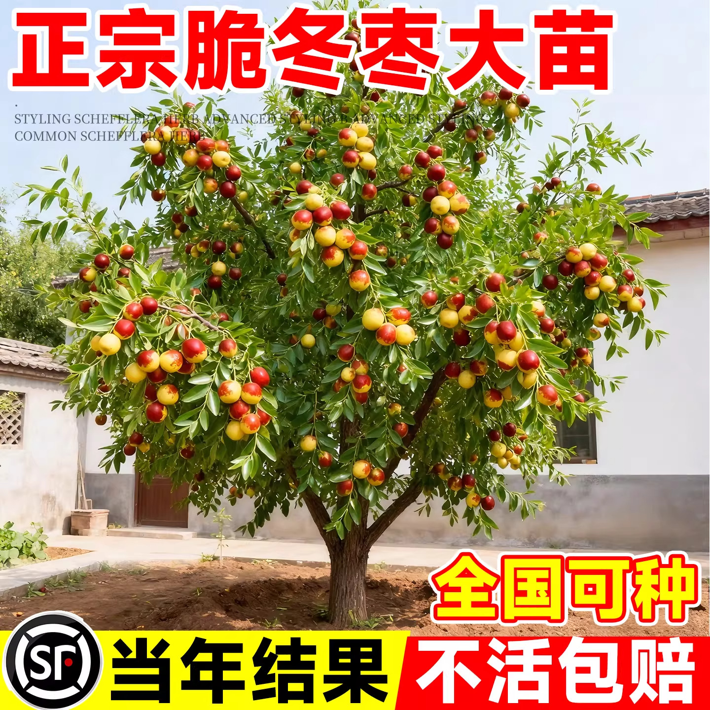 枣树活苗沾化脆冬枣南方北方种植庭院地栽金丝青枣果树当年结果苗