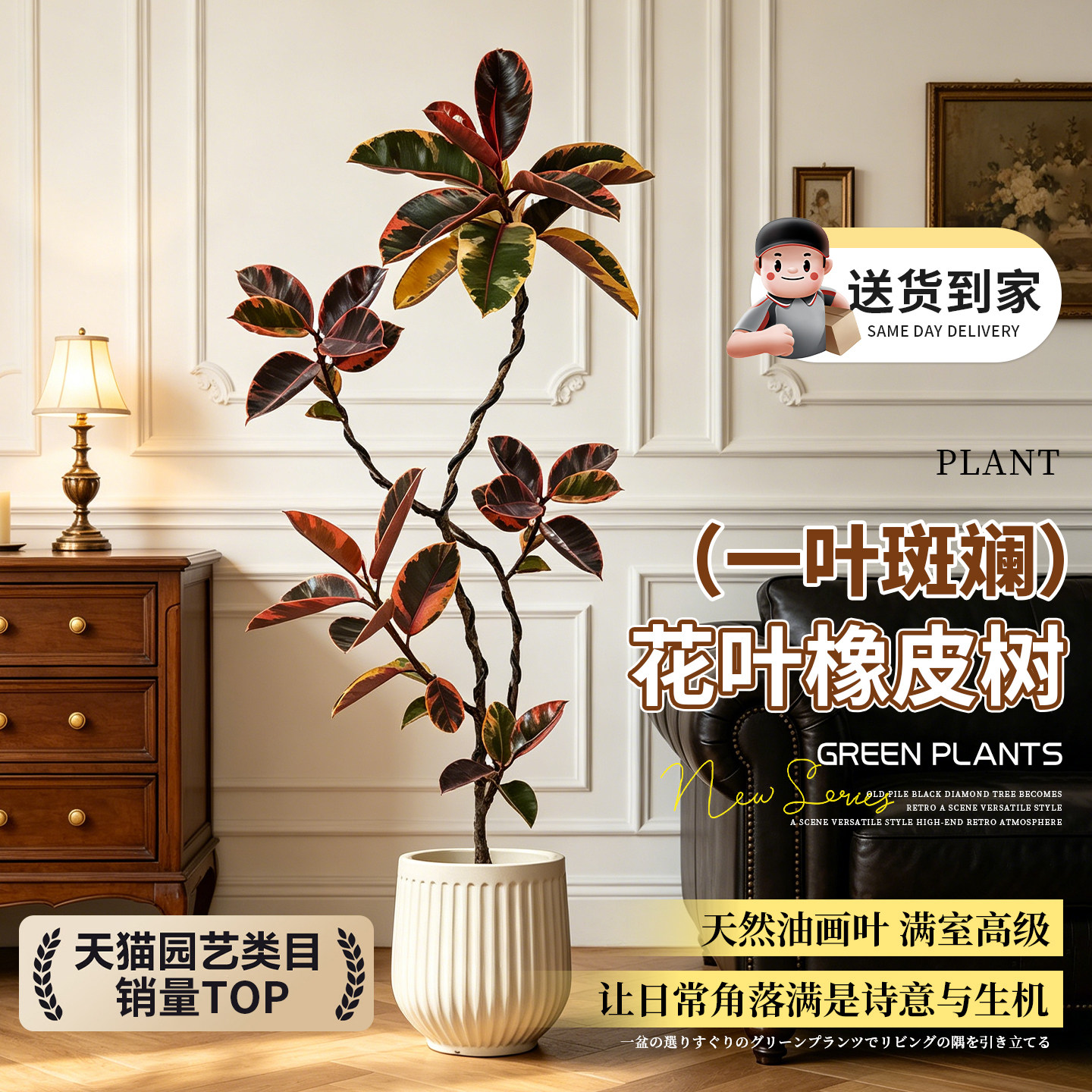 花叶橡皮树客厅大绿植物造型盆栽黄金榕室内红关公老桩黑金刚盆景