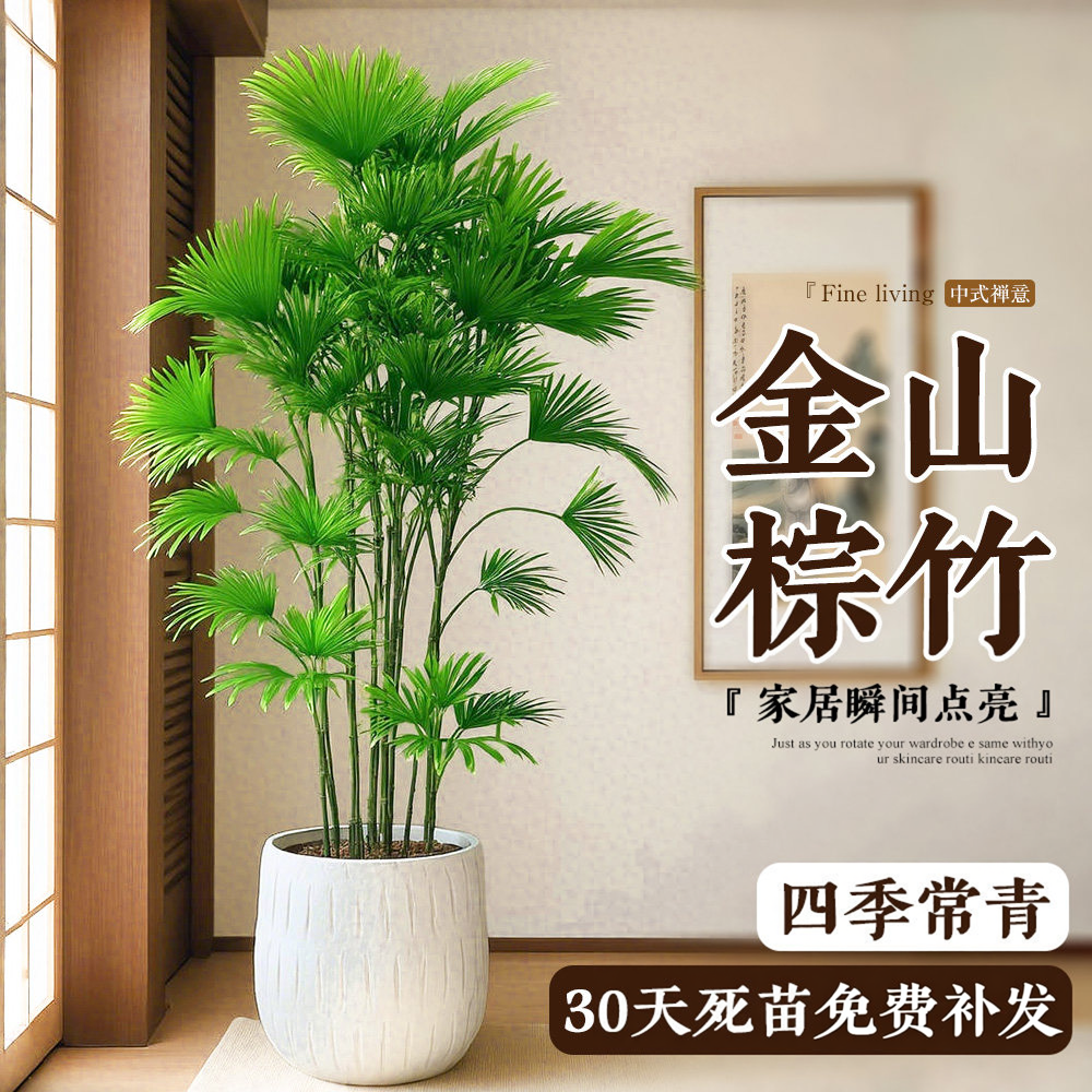 金山棕竹盆栽办公室内大型植物客厅细叶竹子落地旺宅四季好养盆栽
