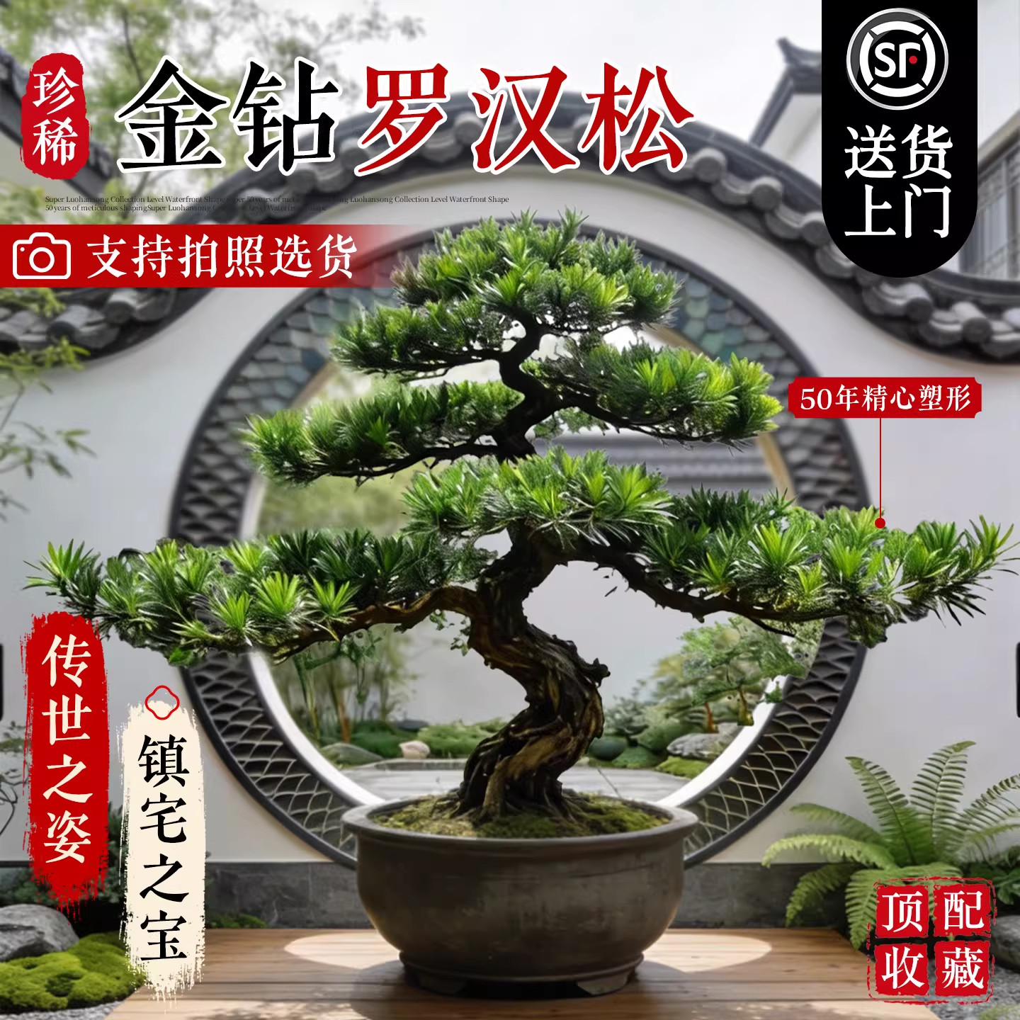 特大罗汉松真树老桩盆景迎客松