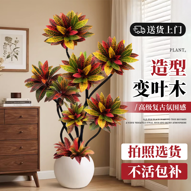 【拍照选货】七彩造型变叶木