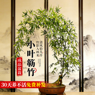 小叶簕竹成品盆栽绿植物老桩禅意竹子办公室内桌面四季客厅盆景