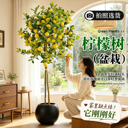 【拍照选货】香水柠檬树阳台盆栽