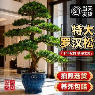 特大罗汉松真树旺宅风水树迎客松庭院造型室内外盆景老桩四季好养