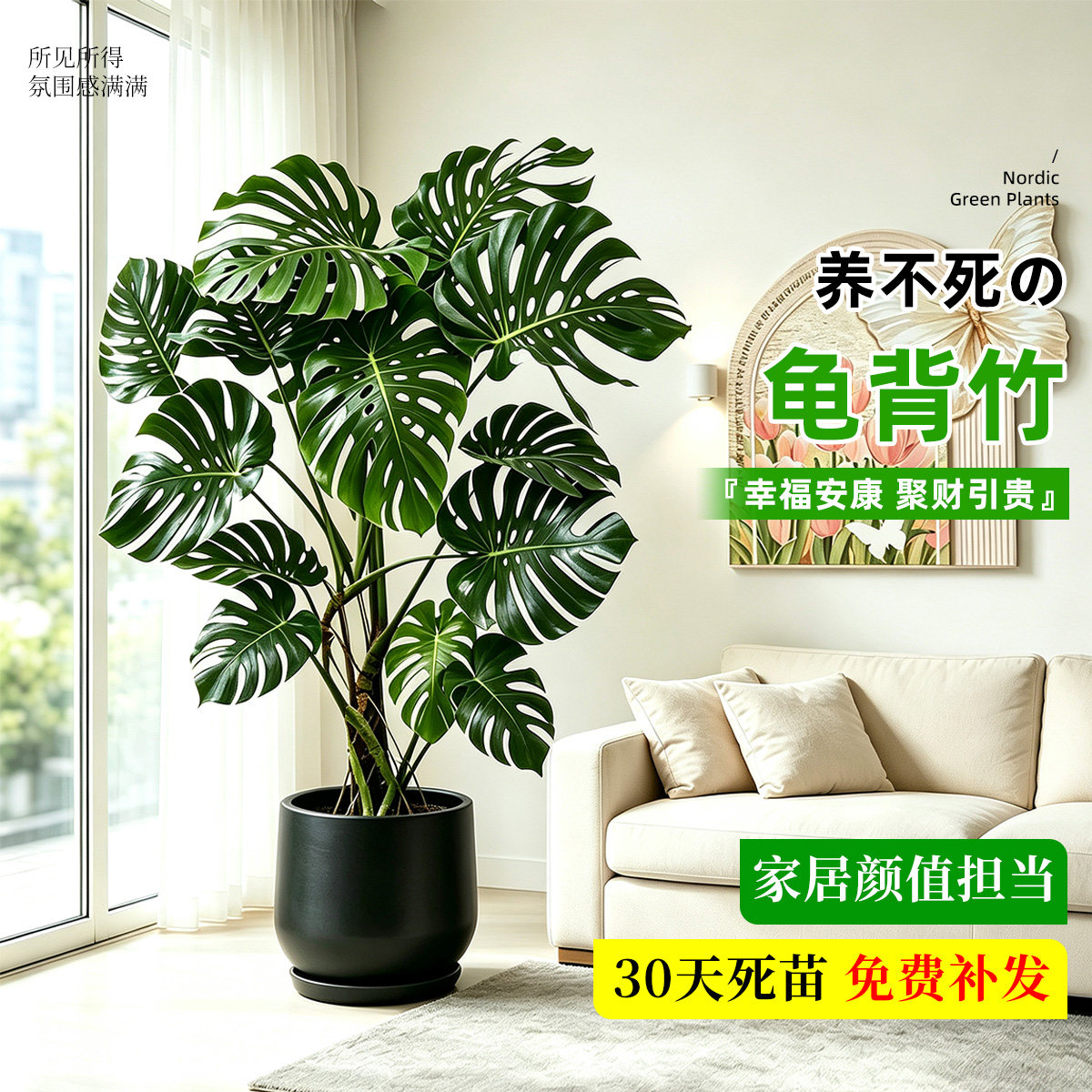 【大叶老桩】龟背竹客厅盆栽