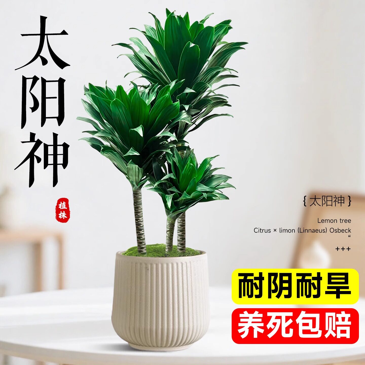 太阳神盆栽老桩北欧室内植物绿植