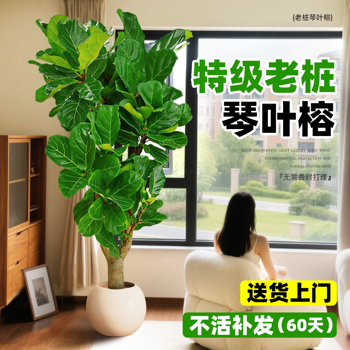 老桩琴叶榕客厅大盆栽室内大型绿植大叶榕树阳台办公室好养活植物