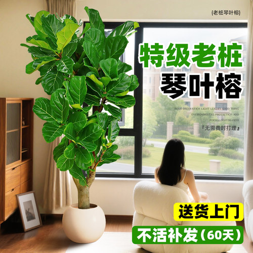 琴叶榕客厅大盆栽室内型绿