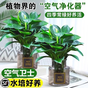 大叶金钻绿公主盆栽带花苞客厅水培绿植物室内好养发财树净化空气