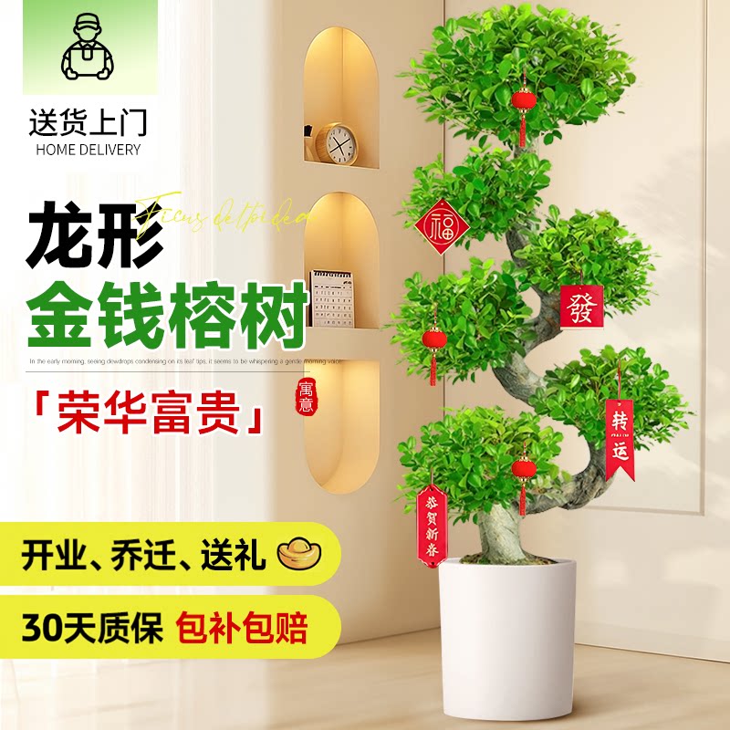 造型金钱榕大盆栽小叶盆景植物