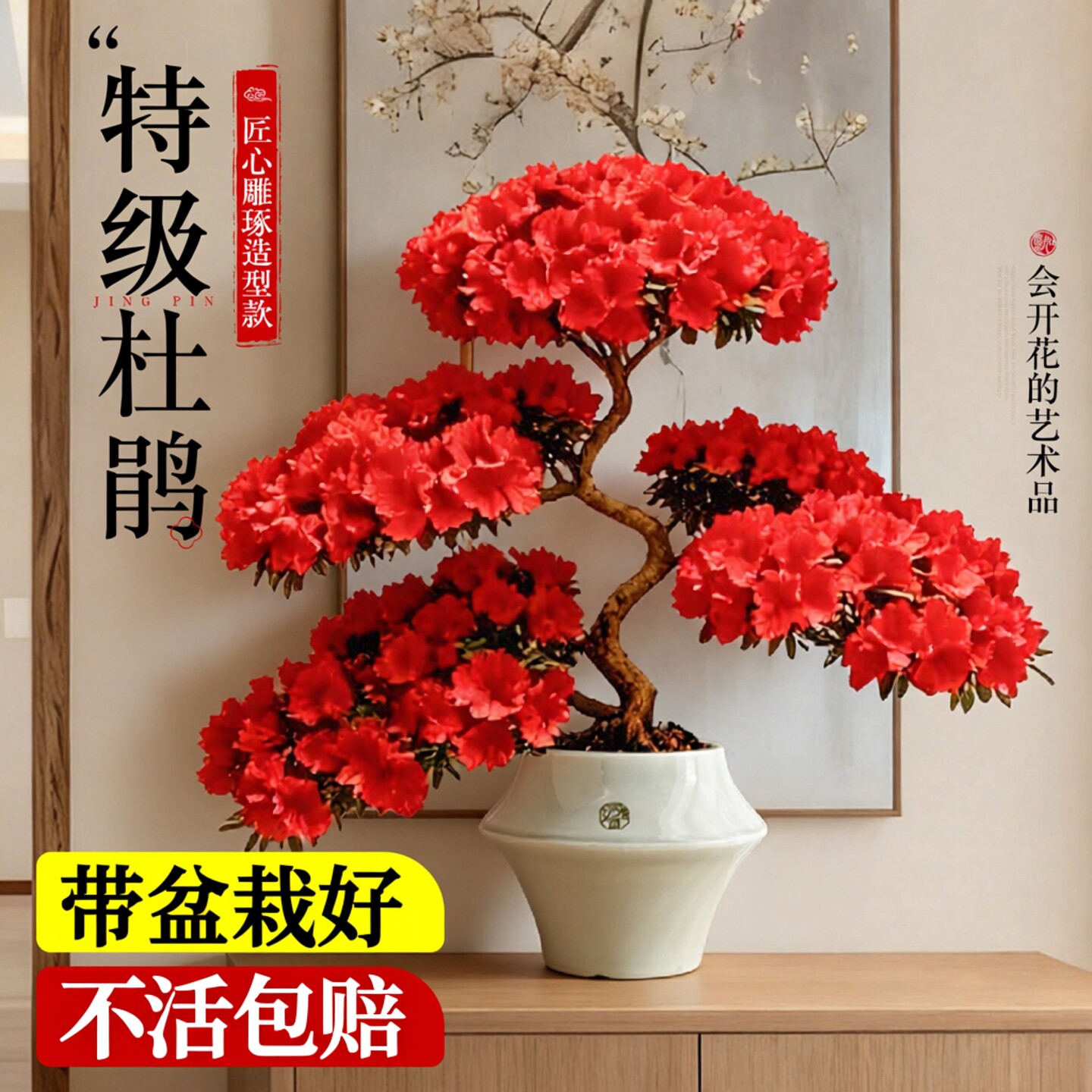 特级杜鹃花盆栽老桩室内阳台花卉绿植物四季开花不断带花苞好养