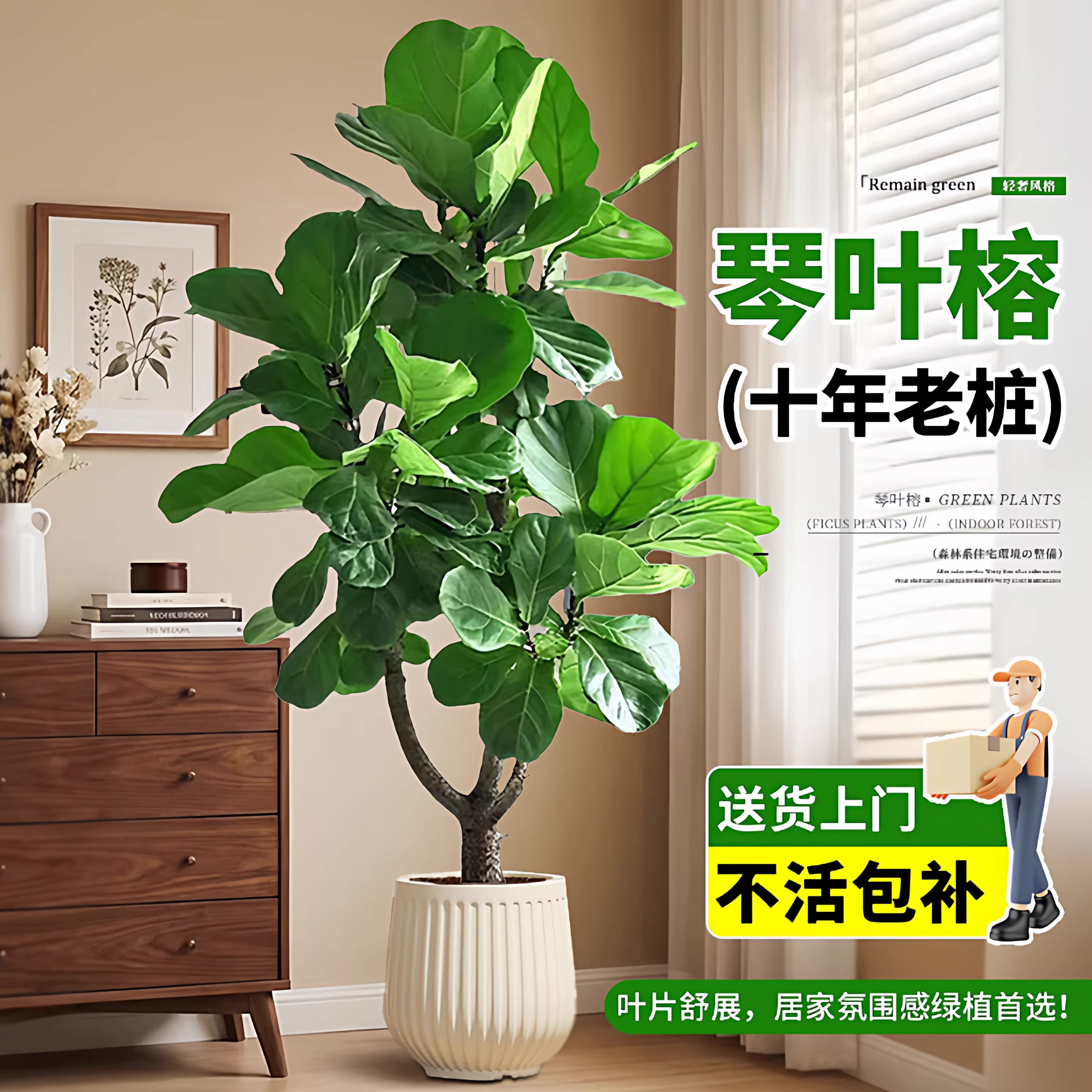 老桩琴叶榕客厅大型绿植物高级感办公室内落地植物好养活树木盆栽