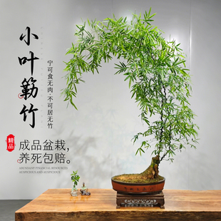小叶簕竹成品客厅茶室盆景竹子老桩盆栽绿植室内禅意竹簕四季好养