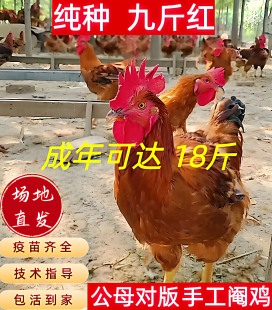 纯种散养巨型九斤红公鸡活苗脱温苗380阉鸡小公鸡活苗
