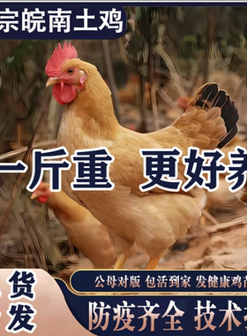 半大小土鸡活苗纯种小土鸡农村散养柴鸡小鸡活苗小鸡仔皖南土鸡苗