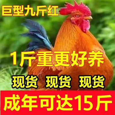 一斤九斤红大公鸡活苗包活到家土鸡苗散养公鸡活苗红玉大公鸡活鸡