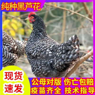 正宗芦花鸡绿壳蛋活苗脱温苗