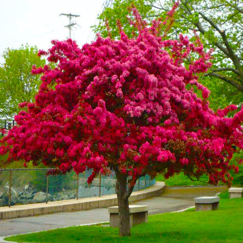 海棠花树苗大型庭院别墅盆