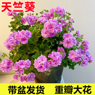 重瓣天竺葵盆栽花苗大花