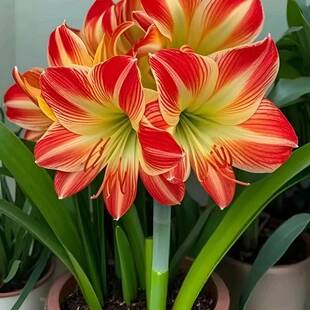 重瓣朱顶红种球盆栽花卉室内外当年开花植物盆栽球根花卉植物好养