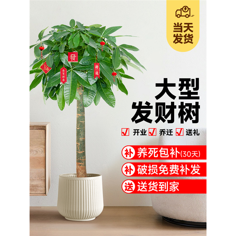 发财树客厅盆栽大招办公室