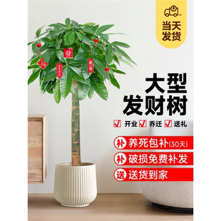 发财树客厅盆栽大招财办公室大型绿植室内开业乔迁新房植物