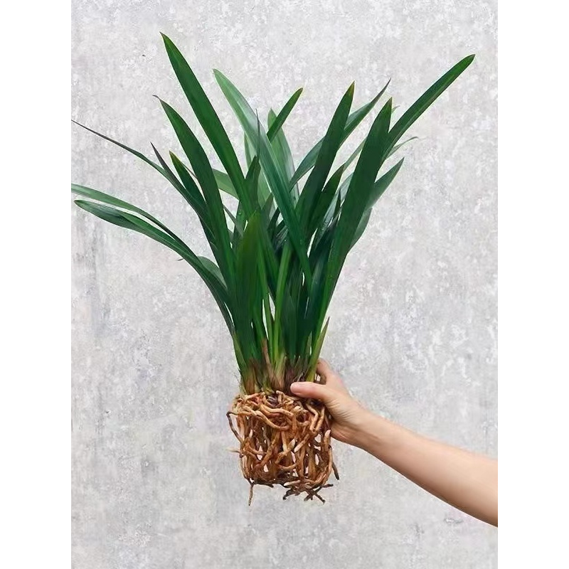 浓香兰花盆栽墨兰企黑报岁兰宽叶兰花兰草苗客厅阳台四季绿植花卉