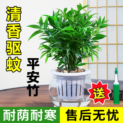 竹柏盆栽办公室内驱蚊植物