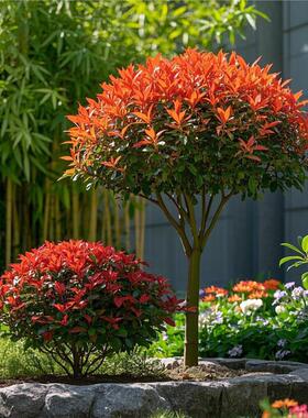 高杆红叶石楠球树苗小杯火焰红篱笆围墙绿化工程色块庭院四季植物