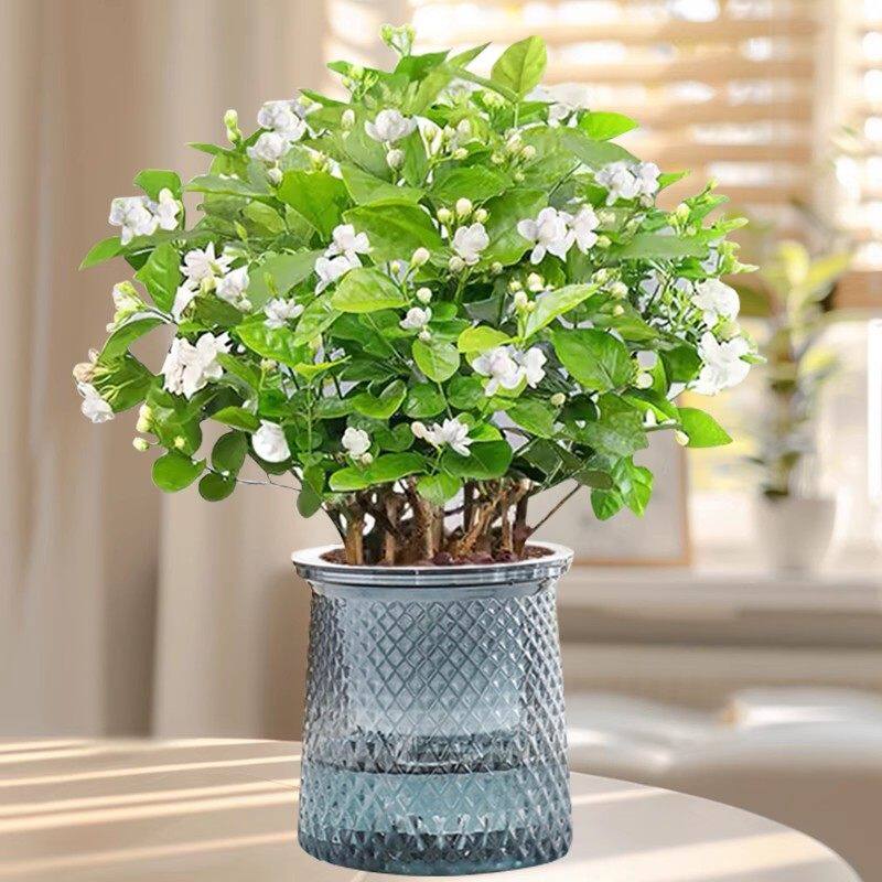 粗枝茉莉花水培植物盆栽带花苞教师节工位桌面绿植好养好看九里香