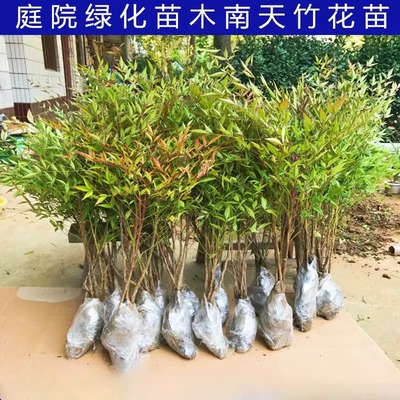 南天竹盆栽树苗真绿植竺室