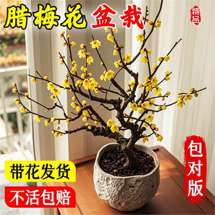 腊梅花树苗盆栽丛生地载庭院风景树耐寒红梅矮化老桩原生素心蜡梅