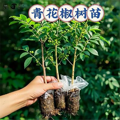 四川九叶青花椒苗树大当年