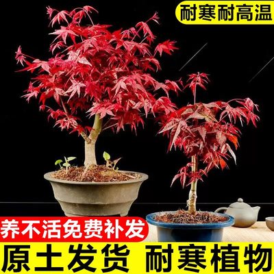 红枫树苗四季室内桌面盆景