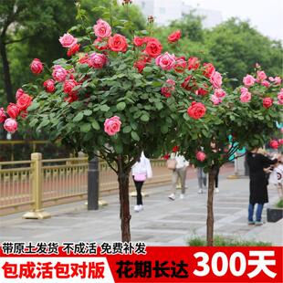 棒棒糖树桩月季花苗特大花玫瑰花树苗四季开花卉植物室内外带花苞
