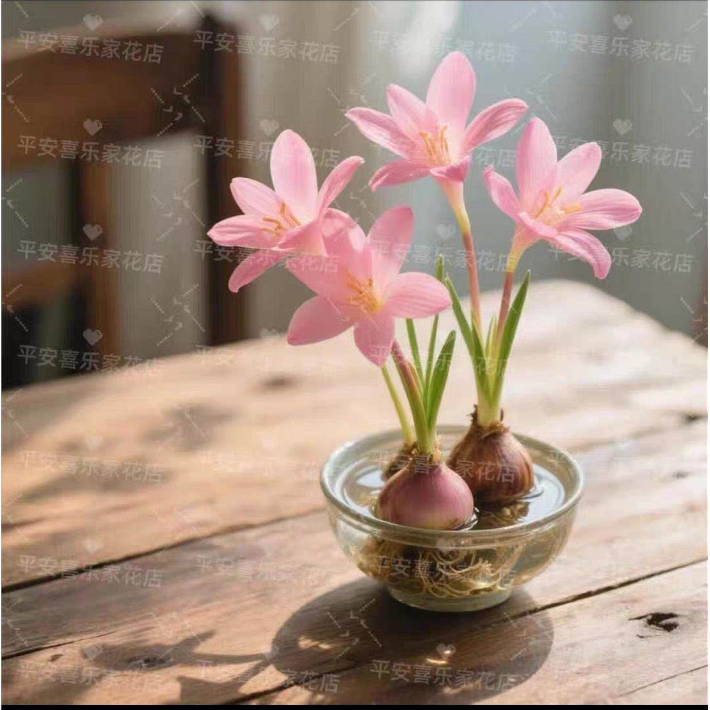 四季可种室内水培土培风雨兰玻璃盆种球花卉耐寒耐热好养小绿植